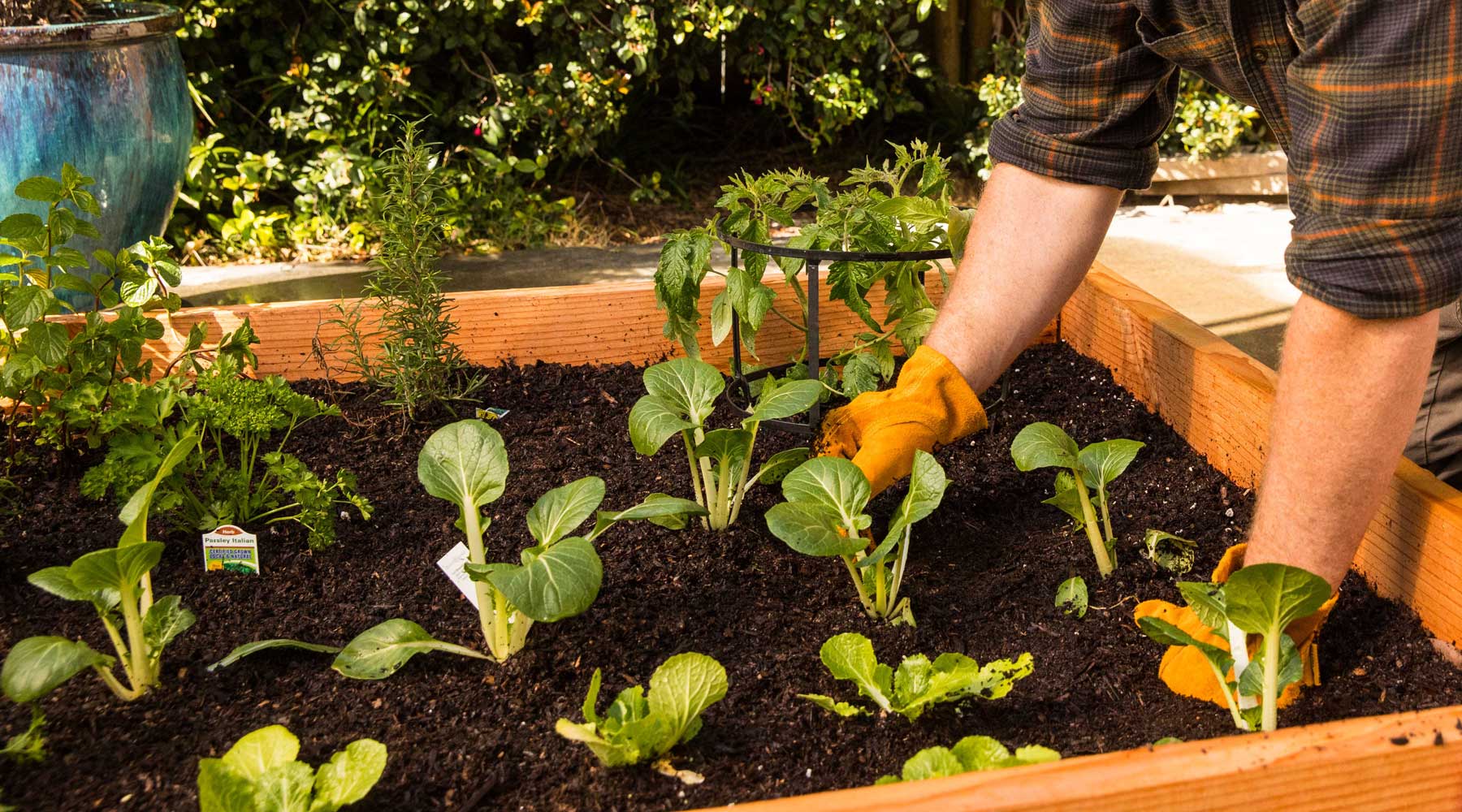 Top Tips for Summer Gardening