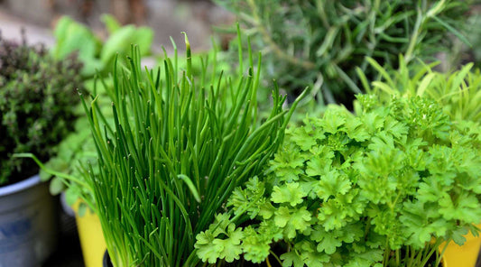 herb gardens for peak summer flavor