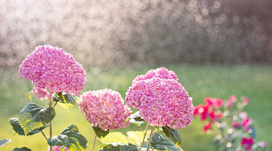 irrigation in hotter months for a beautiful yard