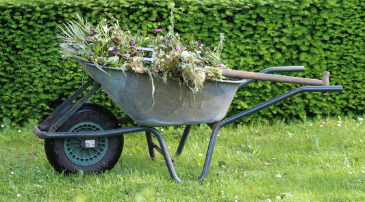 summer weeds