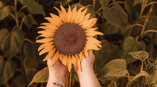 Creating a Fall Flower Garden: A Symphony of Colors