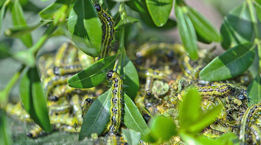 summer pests tomato worms
