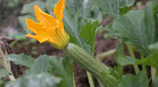 Top vegetables to plant for summer harvest