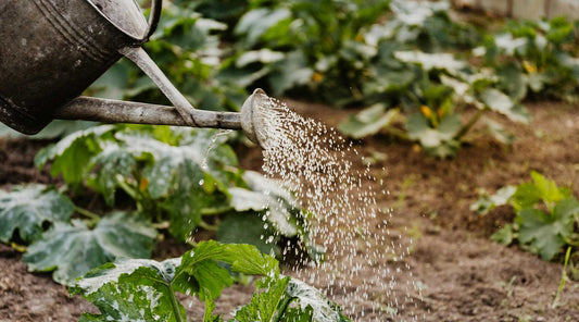 watering in fall best practices