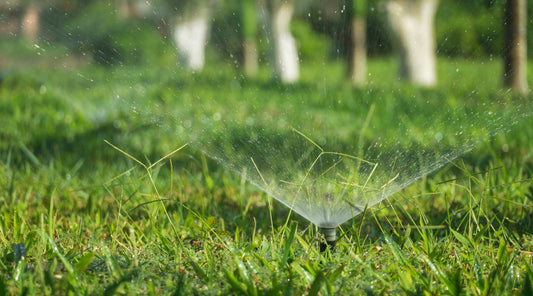watering lawn in summer