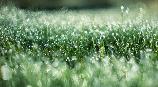 late winter grass care
