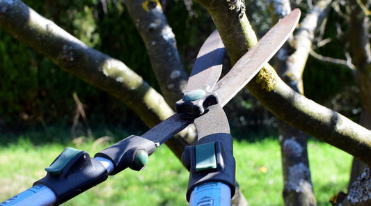 winter pruning fruit trees