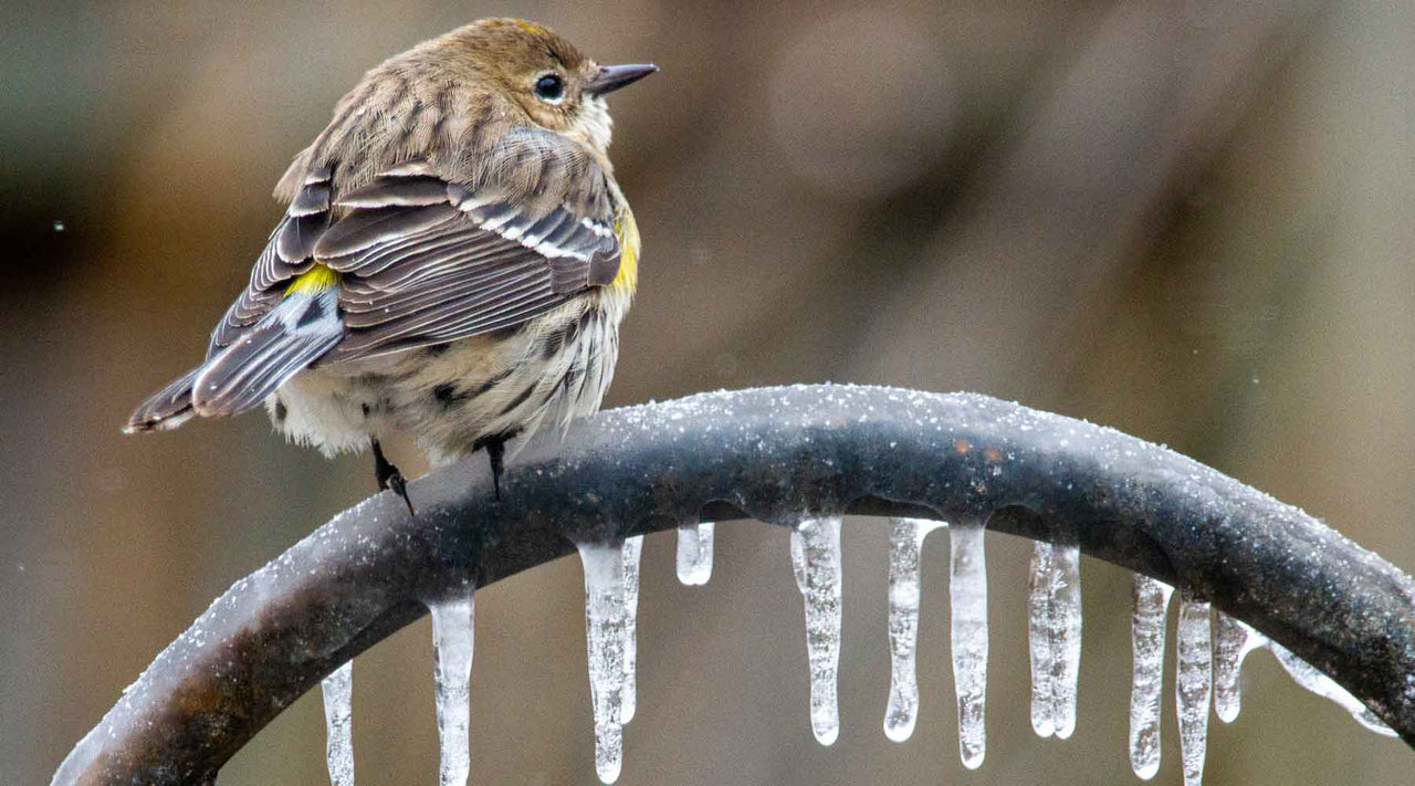 How To Winterize a Hose Bib (Easy Expert Guide) Yard Butler