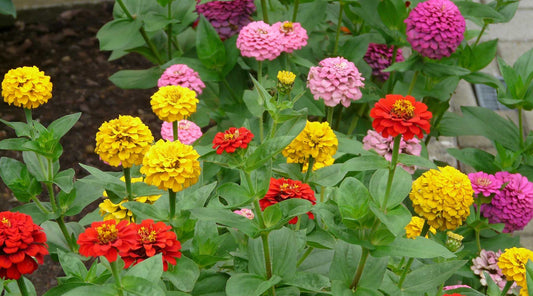 drought tolerant zinnias in August