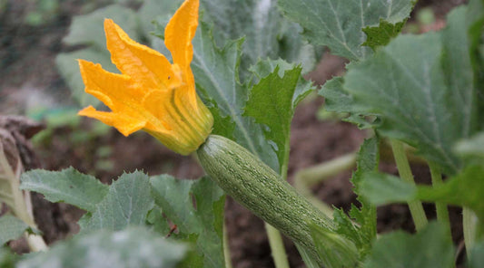 Summer Vegetable Gardening – Nature’s Bounty