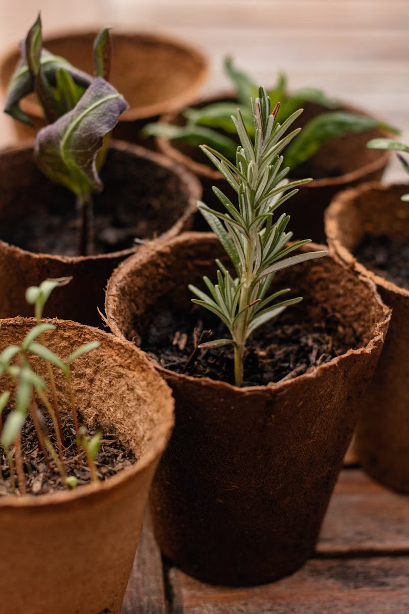 Small Space Gardening Image